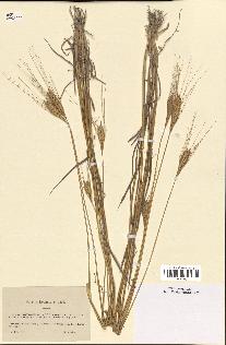 spécimen de Triticum monococcum