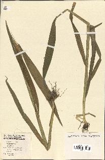 spécimen de Triticum aestivum