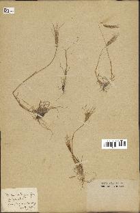 spécimen de Triticum ovatum