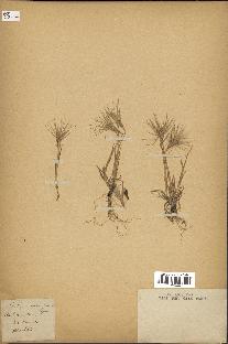 spécimen de Triticum ovatum