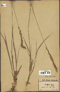 spécimen de Triticum repens