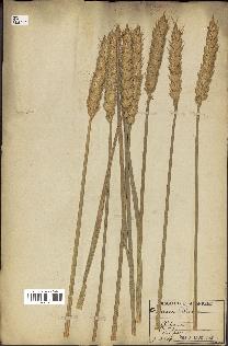 spécimen de Triticum sativum