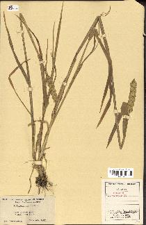 spécimen de Triticum aestivum