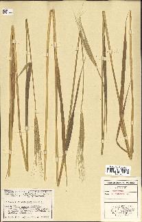 spécimen de Triticum monococcum