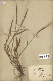 spécimen de Aegilops ventricosa