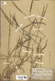 spécimen de Aegilops ventricosa