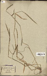spécimen de Aegilops ventricosa