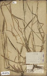 spécimen de Aegilops ventricosa