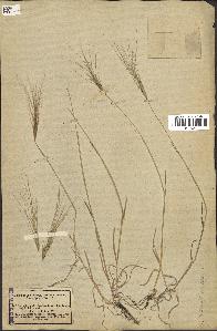 spécimen de Aegilops triuncialis