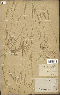 spécimen de Aegilops triuncialis