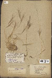 spécimen de Aegilops triuncialis