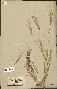 spécimen de Aegilops triuncialis