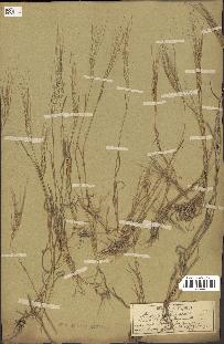 spécimen de Aegilops triuncialis