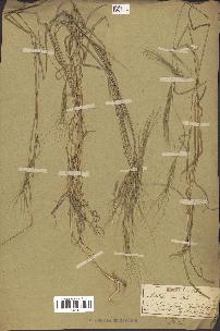 spécimen de Aegilops triuncialis