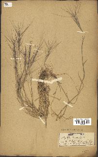 spécimen de Aegilops triuncialis
