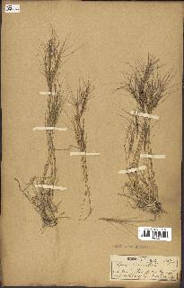 spécimen de Aegilops triuncialis