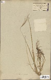 spécimen de Aegilops triuncialis