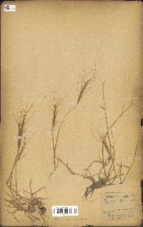 spécimen de Aegilops triuncialis