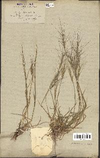 spécimen de Aegilops triuncialis
