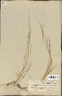 spécimen de Aegilops triuncialis