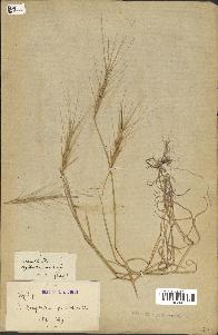 spécimen de Aegilops triuncialis