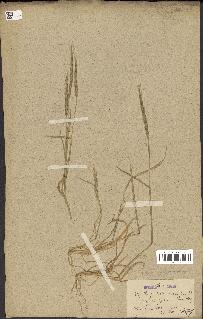 spécimen de Aegilops ventricosa