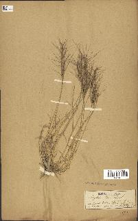 spécimen de Aegilops triuncialis