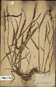 spécimen de Aegilops ventricosa