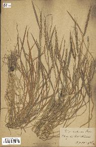 spécimen de Aegilops ventricosa