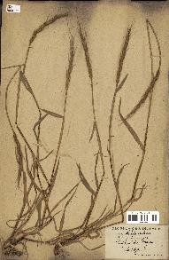 spécimen de Aegilops ventricosa