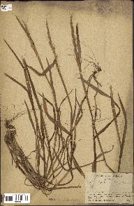 spécimen de Aegilops ventricosa