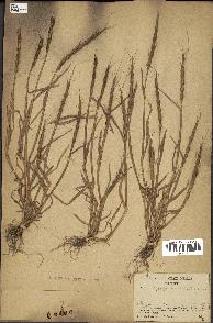 spécimen de Aegilops ventricosa
