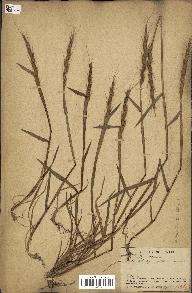 spécimen de Aegilops ventricosa