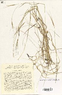 spécimen de Aegilops triuncialis