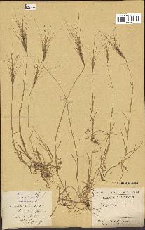 spécimen de Aegilops triuncialis