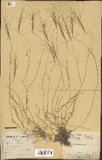 spécimen de Aegilops triuncialis