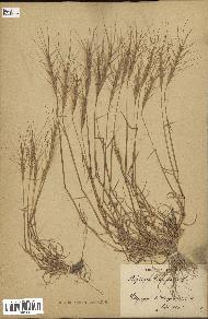spécimen de Aegilops triuncialis