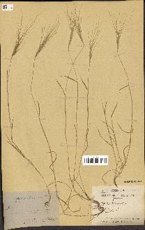 spécimen de Aegilops triuncialis