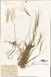 spécimen de Aegilops triuncialis