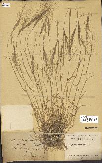 spécimen de Aegilops triuncialis