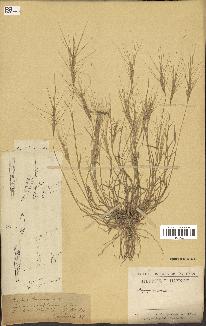 spécimen de Aegilops triuncialis