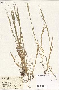 spécimen de Aegilops ventricosa