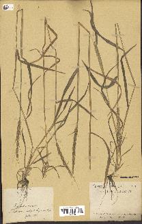 spécimen de Aegilops ventricosa