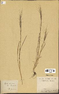 spécimen de Aegilops ventricosa