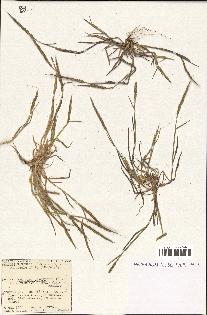 spécimen de Aegilops ventricosa