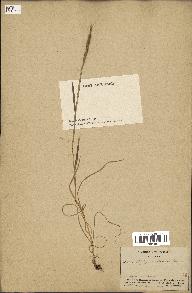 spécimen de Aegilops ventricosa