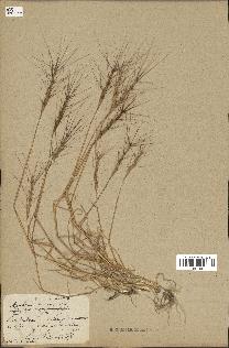 spécimen de Aegilops triuncialis