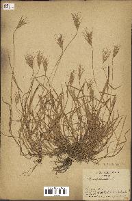 spécimen de Aegilops ovata