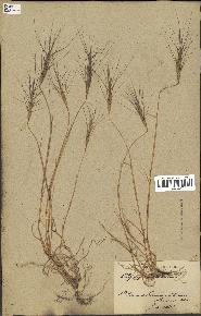 spécimen de Aegilops triuncialis