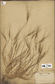 spécimen de Aegilops triuncialis